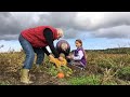 Basisscholieren oogsten groenten met senioren