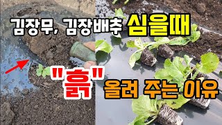 김장배추,무 심고 이것 꼭 해주세요 그냥 두면 이것 때문에 싹 죽고 다시 심어야할 수있어요 #배추심는시기 #…