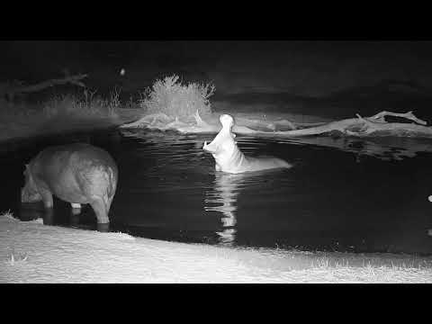 Djuma: Two Hippos leaving the pan - 18:45 - 08/28/19