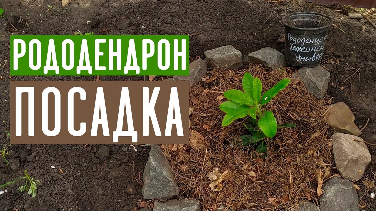 Рододендрон как посадить чтобы не погиб?