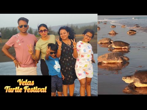 Discovering Hidden Gems: Velas Turtle Festival & the Serenity of Virgin Beaches | Sonali's Canvas