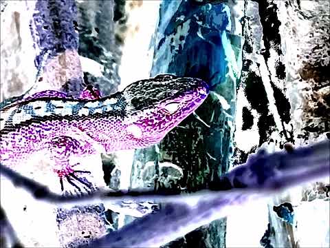 (excerpt)[~10^6602 years] jedrzej medra - When You Meet A Small Reptile Who Can Manipulate Physics