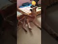 Dog Enjoying Belly Rub Cute Dog Loves Belly Rub Shorts Pets Dog Animallover Belly