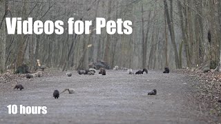 The Land of the Squirrels - 10 Hours of Beautiful Squirrels in the Forest - Cat TV - Apr 25, 2024