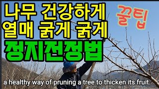 과일은 굵게,나무수명은 길게 하는 정지전정법.가지치기방법a healthy way of pruning a tr…