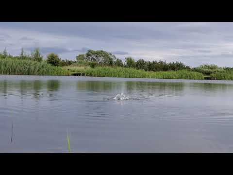 Fly Fishing - Dry Fly Action @ Sleekburn Trout Fishery