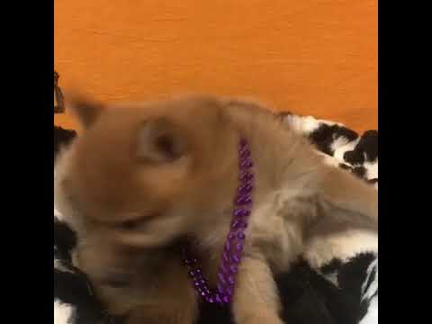 Anastasia Cute Shiba Inu for sale Bayside Flushing Queens NY