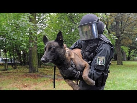 Polizeihunde in der Ausbildung - Nur die besten kommen weiter!  - (DOKUMENTATION 2016 HD *NEU*)