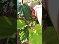 Picking Mulberries at the frontyard