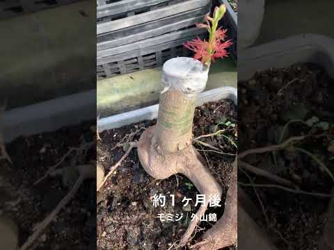 なぜ8月に果樹を接ぎ木するのでしょうか？どうすればうまくいきますか？  庭園