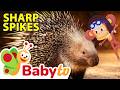 Porcupines And Their Protective Quills Animal Facts For Toddlers BabyTV