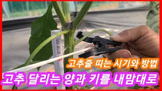 고추키와 달리는 양을 내맘대로... 고추줄매기,띄우기,결속기 고추농사 잘짖는법,재배방법 고추끈   솔림농원 …
