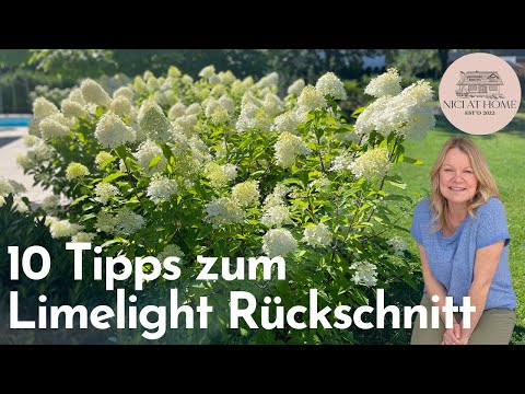 MORE FLOWERS WITH THESE 10 TIPS for PRUNING LIMELIGHT/RISP HYDRANGEAS
