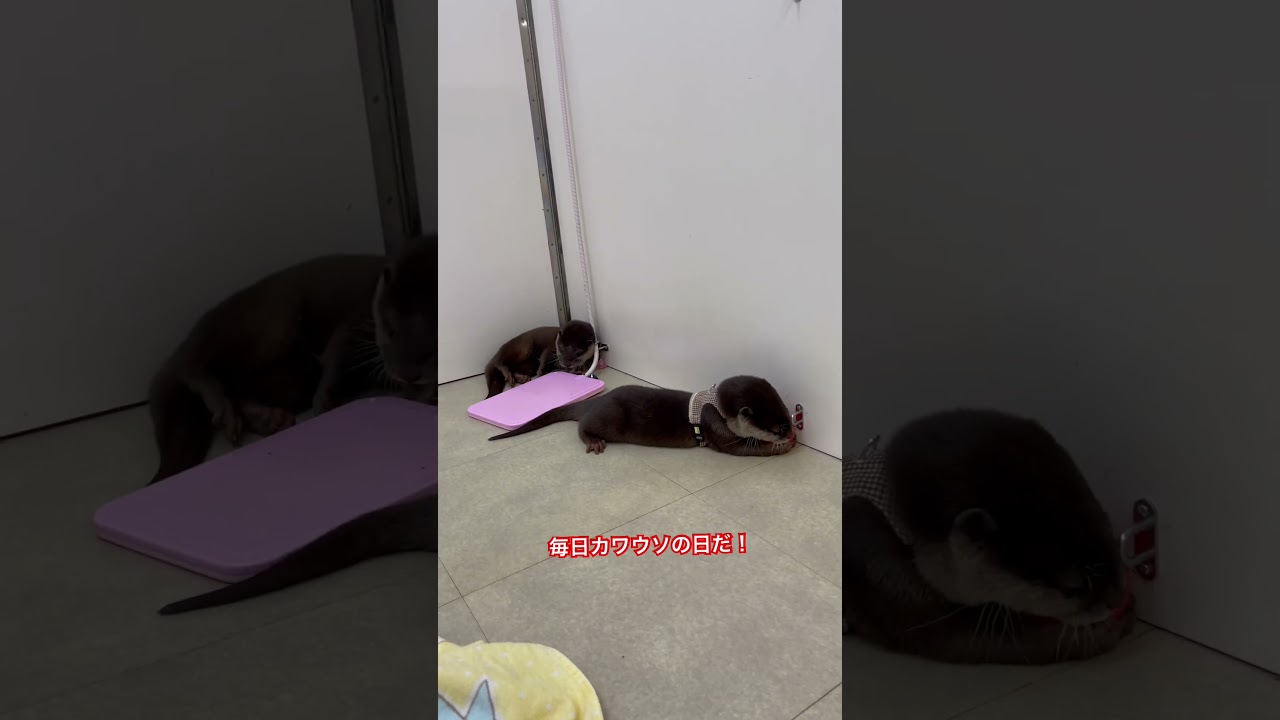 猫の日なんて知らねぇ！！