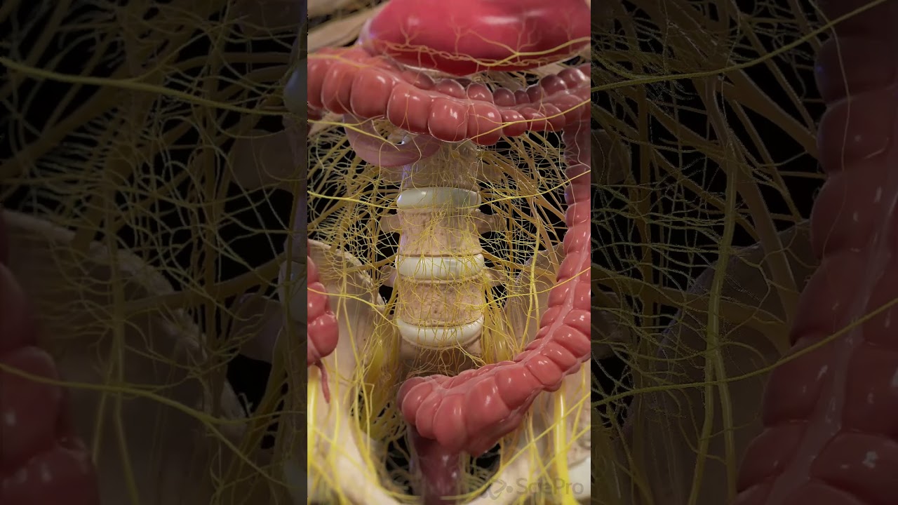 Colon Peristalsis & Nervous System | 3D Animation  #medicalanimation #anatomy