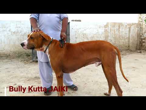 Pakistani bully dogs in Pakistan  ●Muneeb Wattoo official●