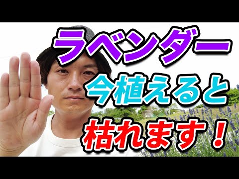 ラベンダーの植え付け:これに注意する必要があります 植物