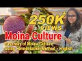 How To Culture Moina Live Fish Feed Easy Way Of Moina Culture Using Fermentation Method English
