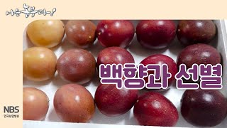 [나는농부다 213회] 백향과 선별! 어렵지 않아요~