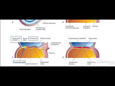 Notochord 4