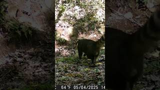 Quati Procurando Comida 🥑#shorts #shortvideo #short #explore #viralvideo #youtubeshorts #comedy 🔞👹🍖😈