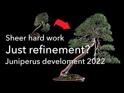 Bonsai styling - Techniques to restyling and refinement of a Juniperus chinensis.