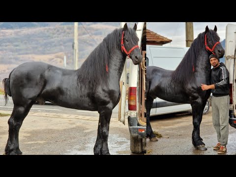 CAII FRIZIENI AI LUI VIRGIL ȘI RĂZVAN DE LA HAȚEG, JUDEȚUL HUNEDOARA