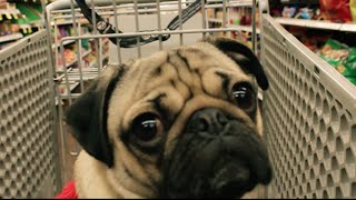 Doug the Pug - All I Want For Christmas Is Food [Parody]