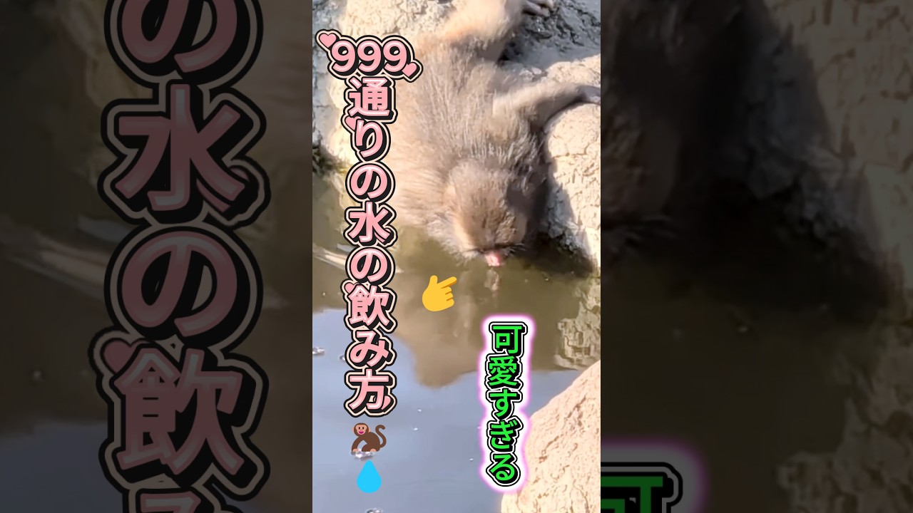 パンチくんの飲み方が999通りもある🐒💧可愛すぎる, Ways Punch Drinks Water!? Too Cute #パンチ君 #punch #punch #punchdaily#cute