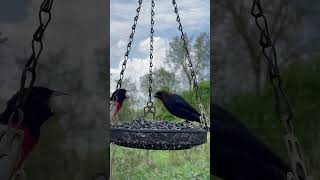 Download lagu Rose-breasted grosbeak call mp3