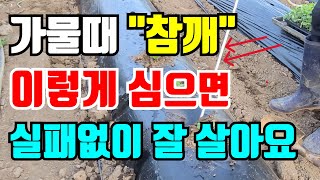 가물때 참깨 심는방법 물을 잘 줘야 안말라 죽고 잘 살아요