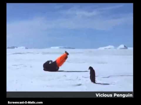 Vicious Penguin