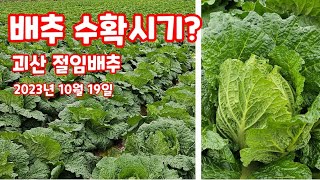 괴산절임배추 배추 수확시기 알아보기 자연특별시괴산 자연과함께하는청정괴산 괴산배추 [배추재배방법]