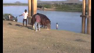 preview picture of video 'feeding a hippo'