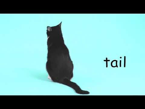 Early Science - Parts of a CAT (Tame Animal)