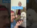 Human to Dog Translator (pt. 3) #Shorts