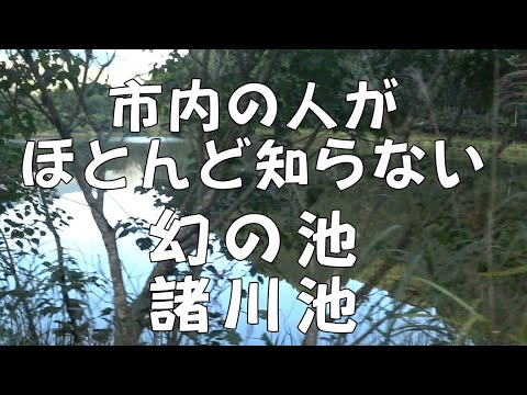[Explorando pontos turísticos em Koharu] Lagoa #Morokawa Apesar de morarem na cidade, poucas pessoas sabem de sua existência.