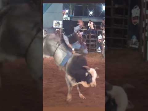 CAMPEÃO - APARECIDA DO TABOADO - MS #montariasemtouros #rodeio #cowboys #rodeo #bullriding