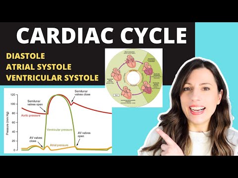 A-level- CARDIAC CYCLE. Diastole, atrial systole, ventricular systoles +the pressure +volume changes