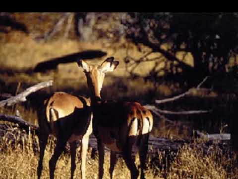 Sebastiano Trovato Africa