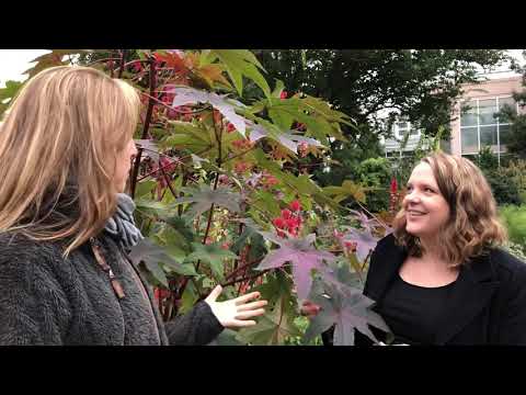 Ricinus Communis Extract Powder