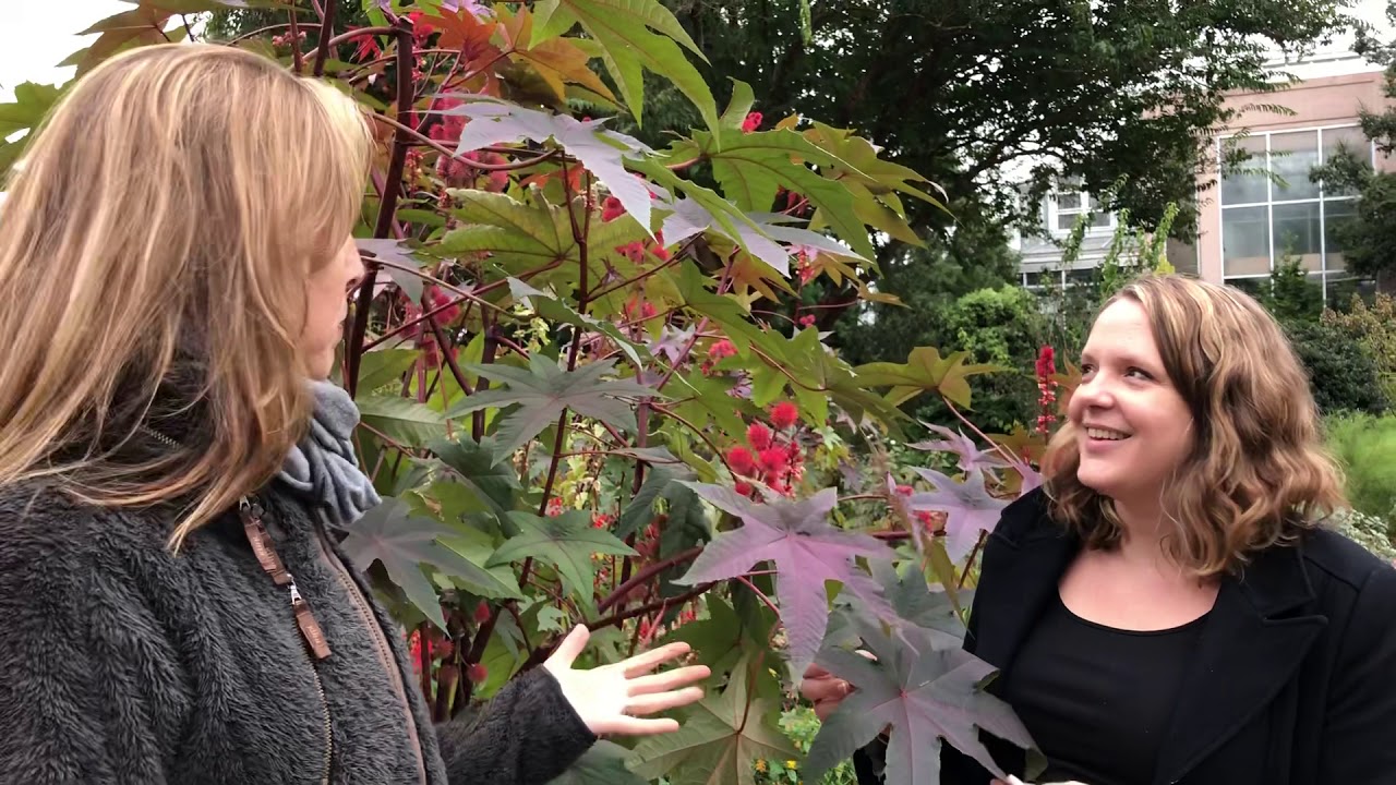 Ricinus communis - castor bean - YouTube