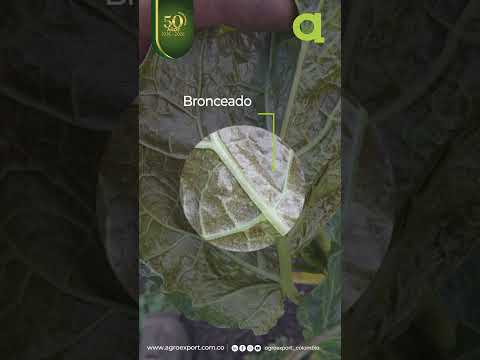 Ataque de ácaros de tomate de árbol con productos de Camporige, Probelte, Mesis y Monomeros