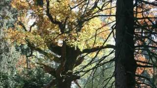 preview picture of video 'Herbst in der Goehrde'