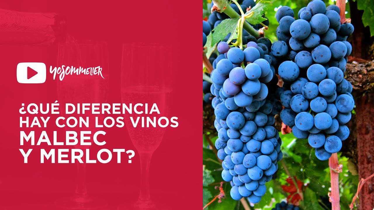 ¿Cual es la diferencia entre un Merlot y un Malbec? | #YoSommelier
