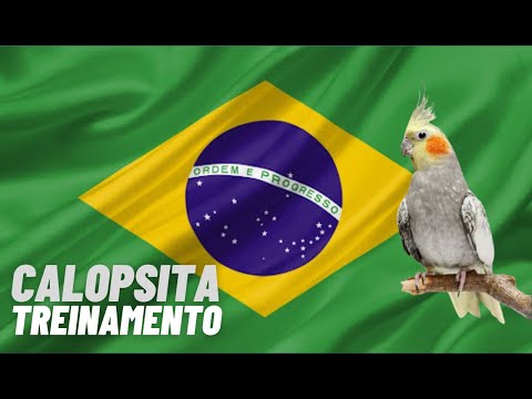 Hino Nacional Para Treinamento de Calopsita - 1 Horas - CALOPSITA CANTANDO HINO NACIONAL