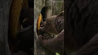 Bear tries to eat honey from the tree—gets chased off by bees! 🐻🍯🐝 #bear#honey#bees#shorts #ai