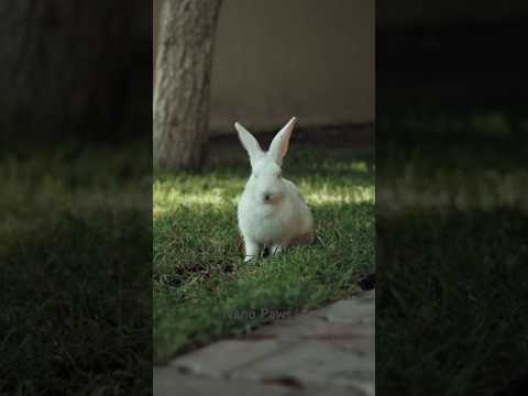 Conejos saliendo de la madriguera, crianza al aire libre. #bunny #conejo #rabbits #rabbits
