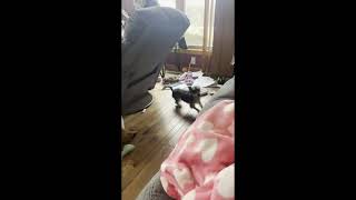 Video preview image #1 Mutt Puppy For Sale in Westmont, IL, USA
