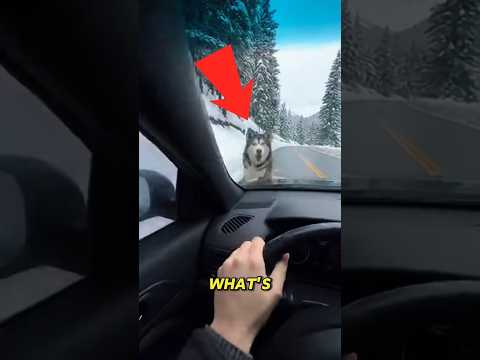 “We Rescued a Snowy Puppy Family ❄️🐶 | Emotional Animal Rescue POV #Shorts #DogRescue”